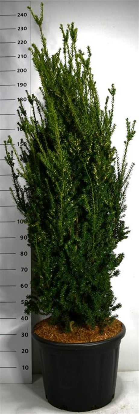 Taxus media 'Hillii' - C65 140-160 CM